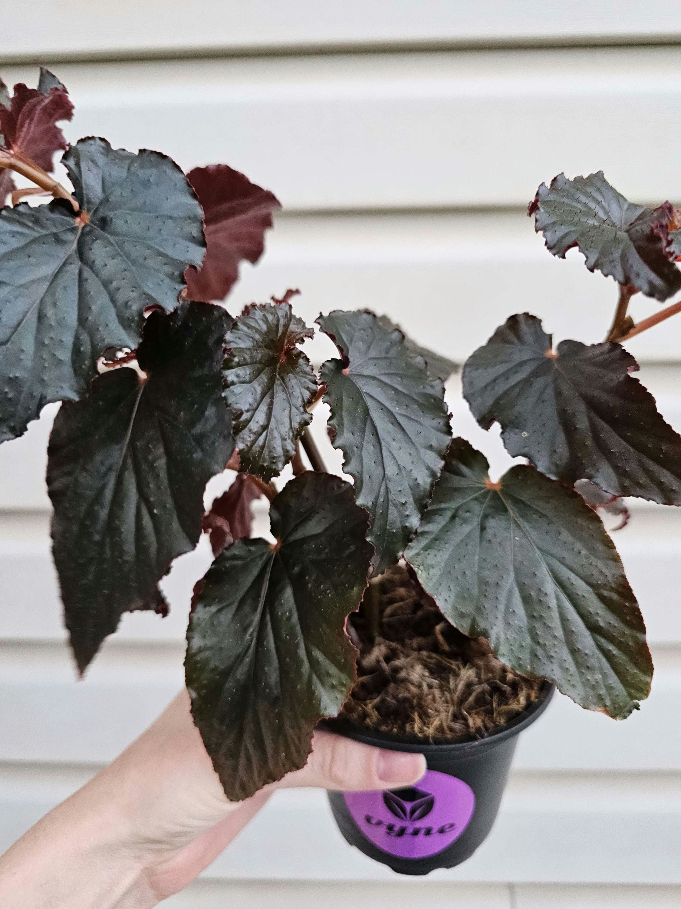 Begonia Black Magic image 0