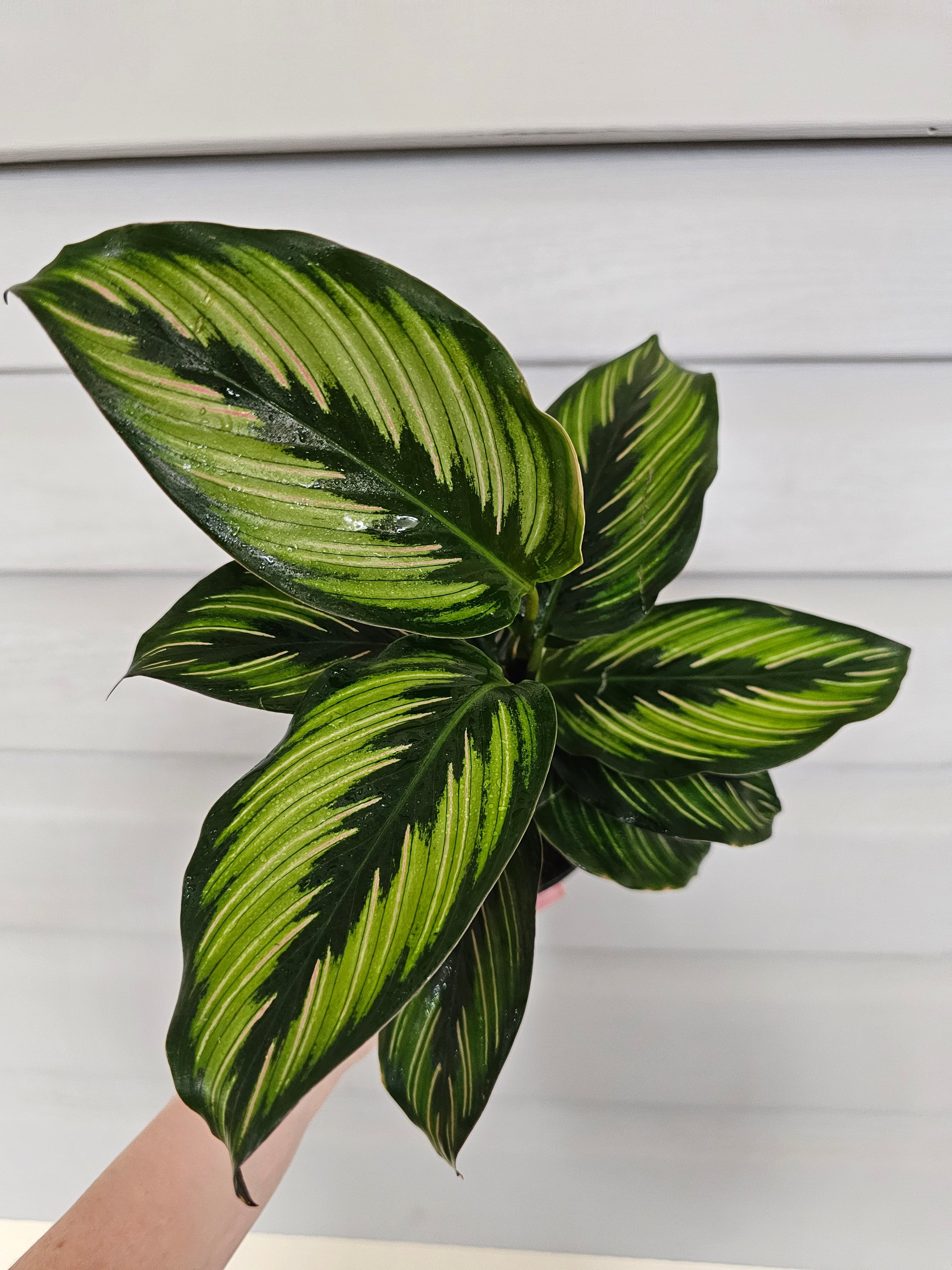 Calathea Beauty Star  image 0
