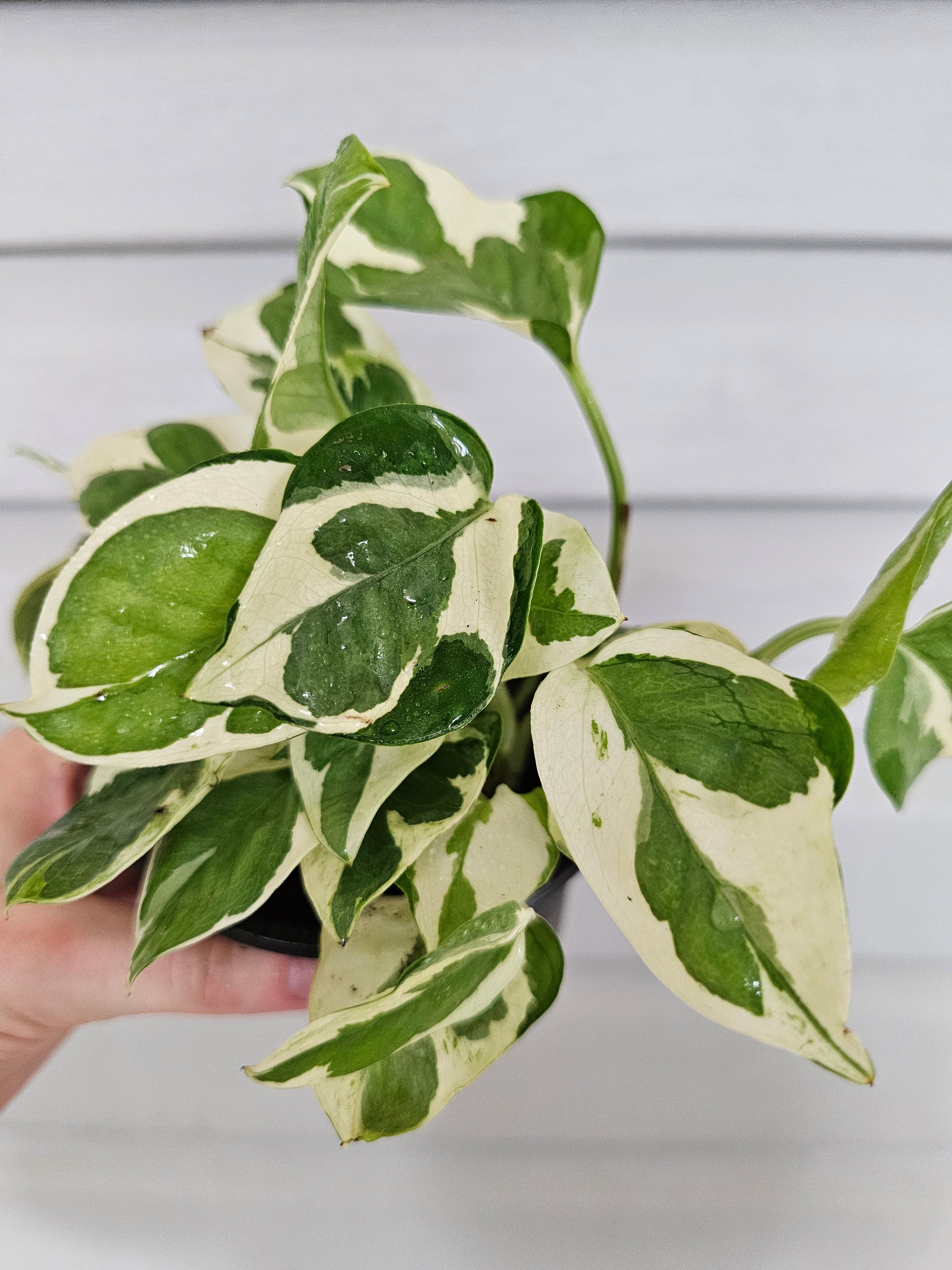 (REAL) N'Joy Pothos  image 0