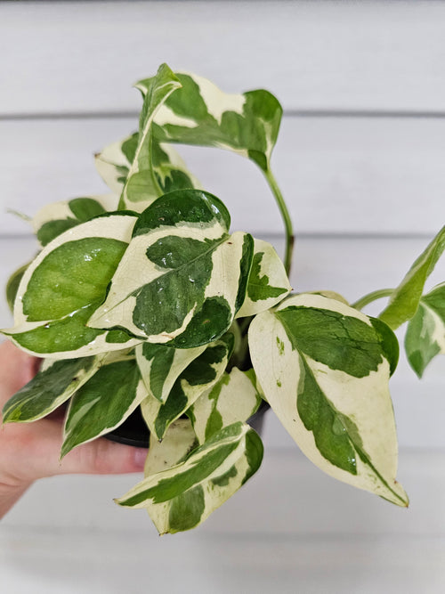 (REAL) N'Joy Pothos  image 0