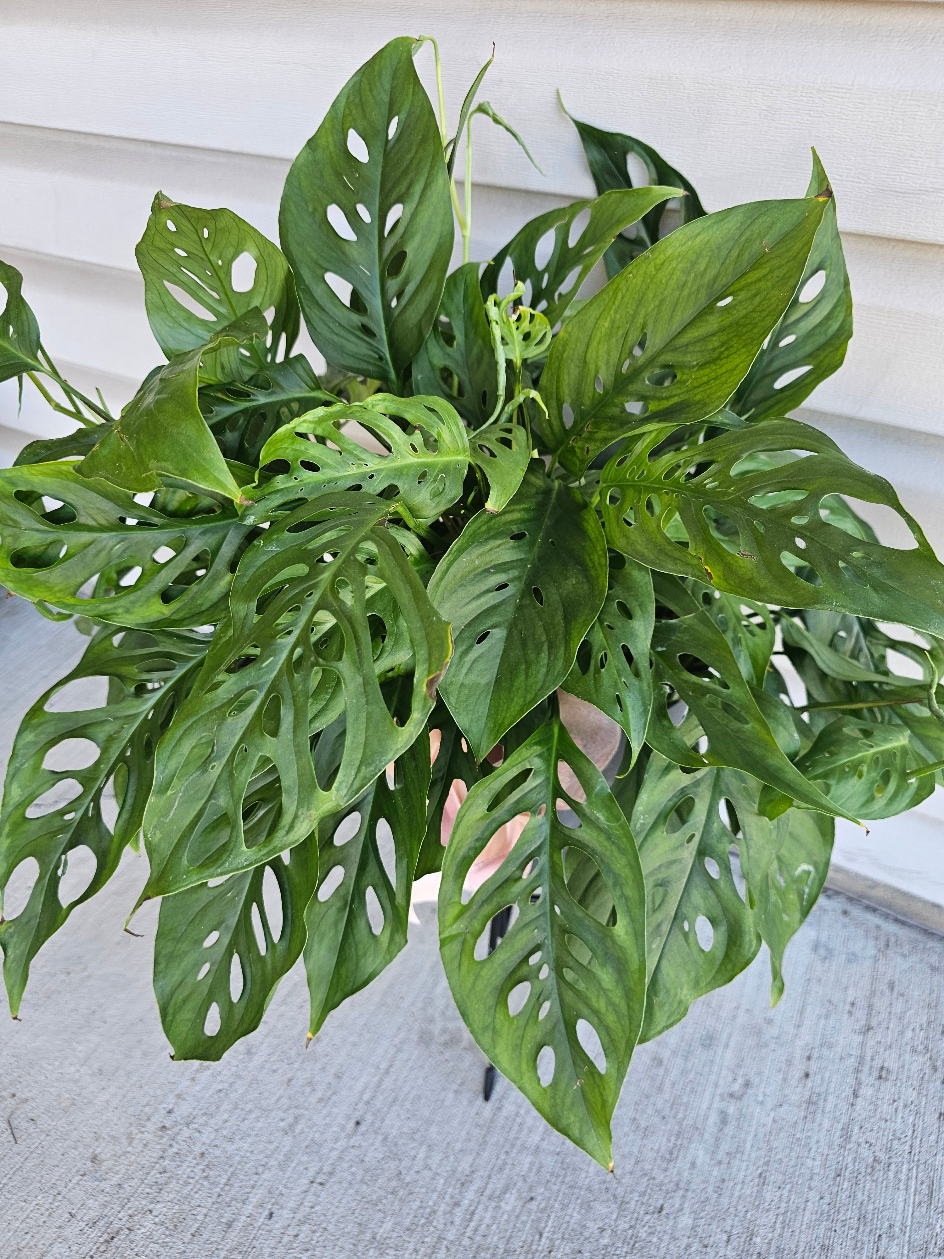 8" Adanasonii Swiss Cheese Monstera image 0