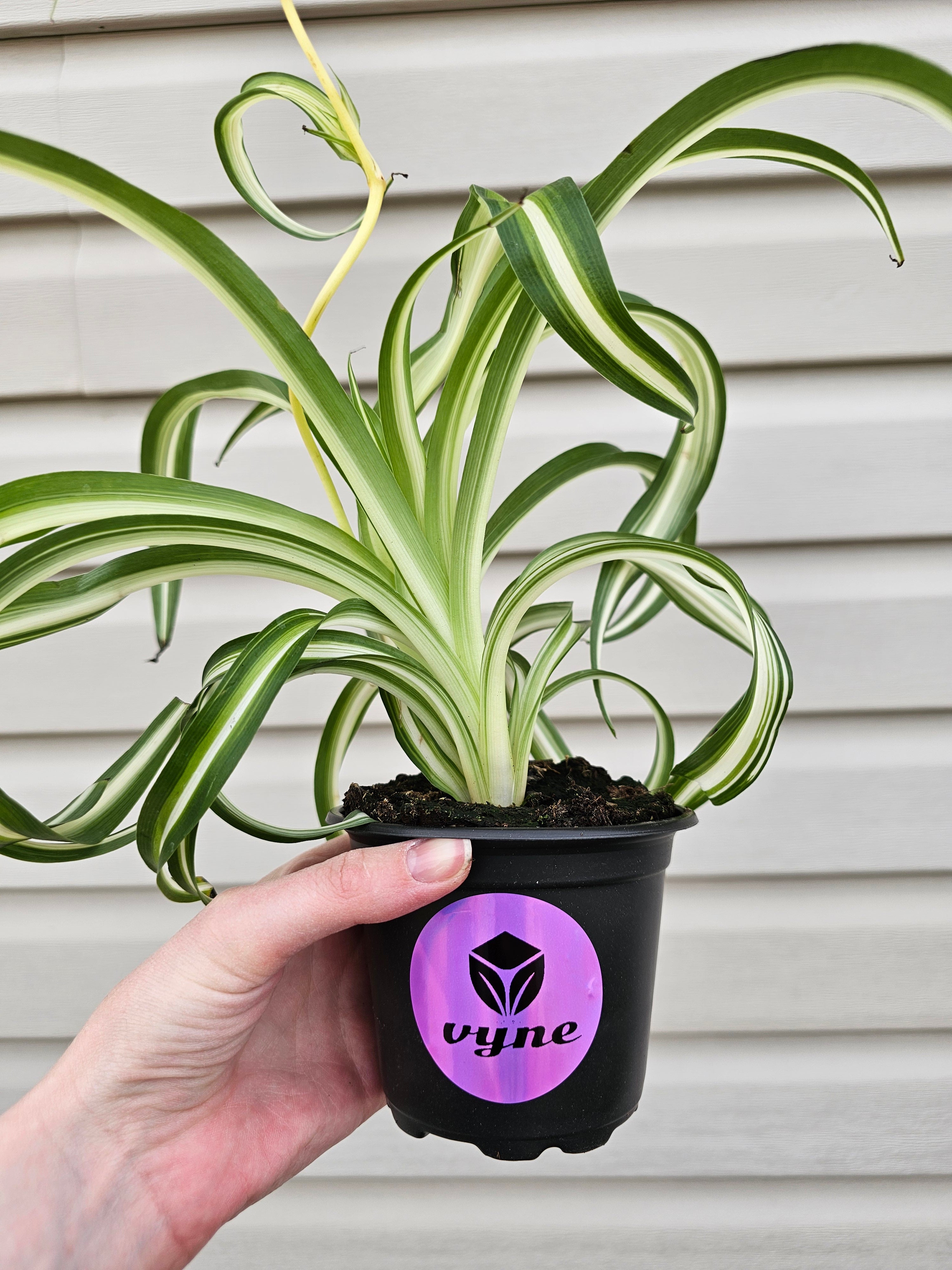 Bonnie Spider Plant Curly image 0