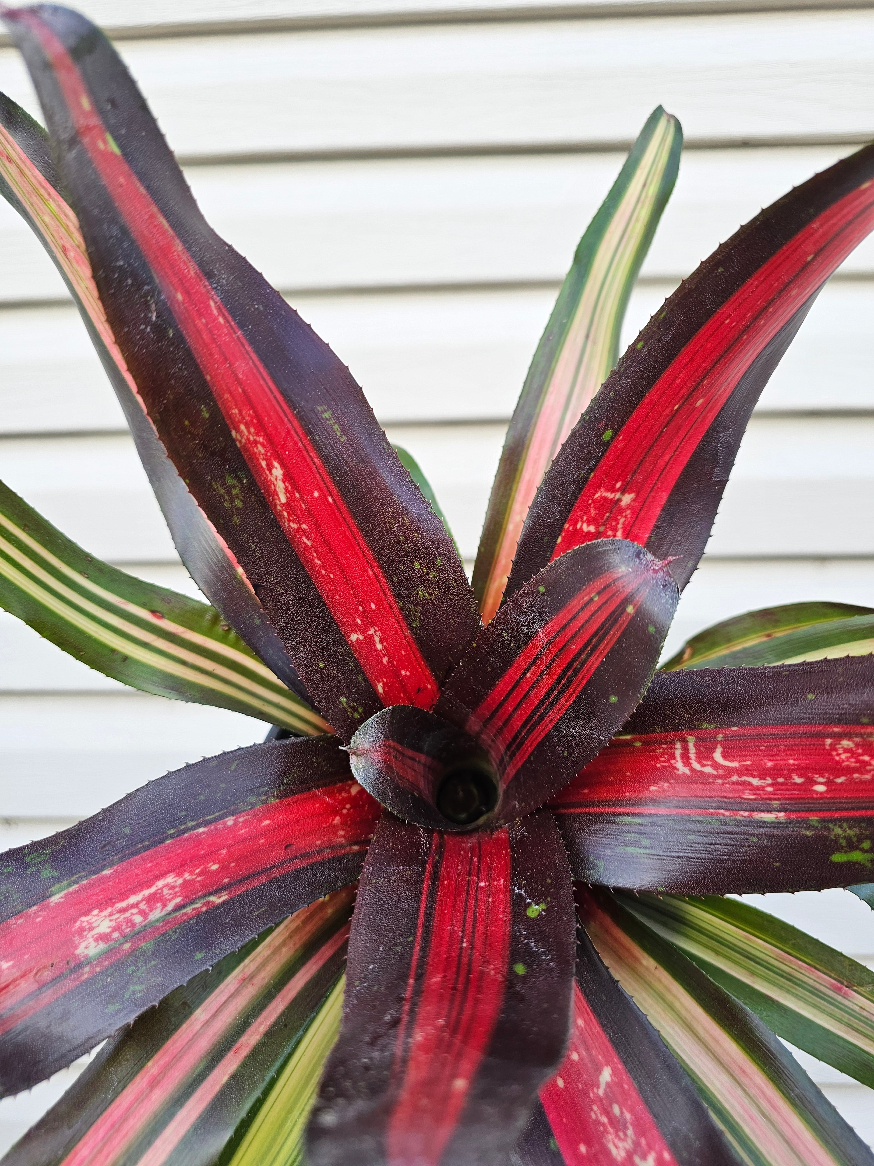 Bromeliad Pimiento image 1