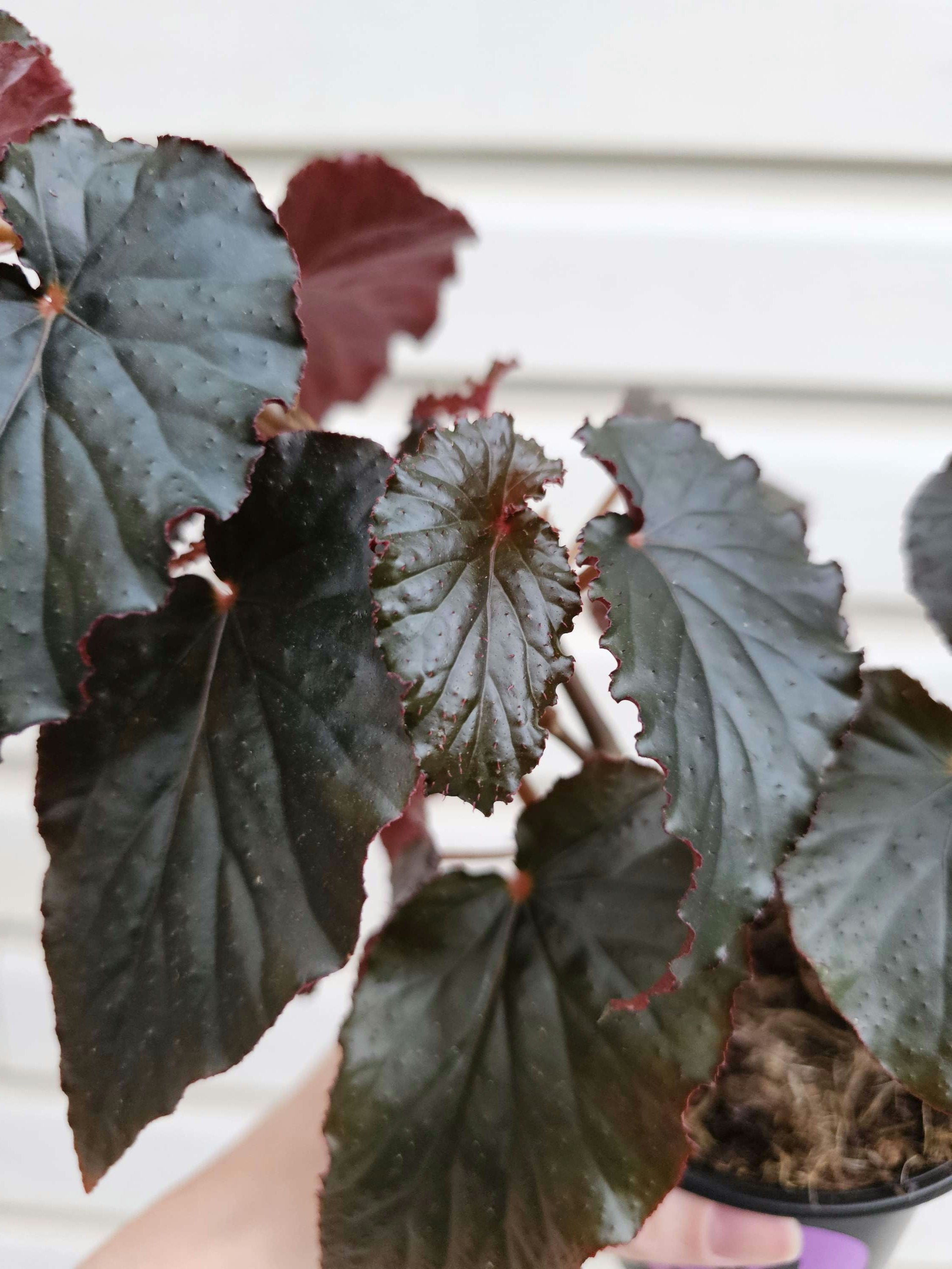 Begonia Black Magic image 1