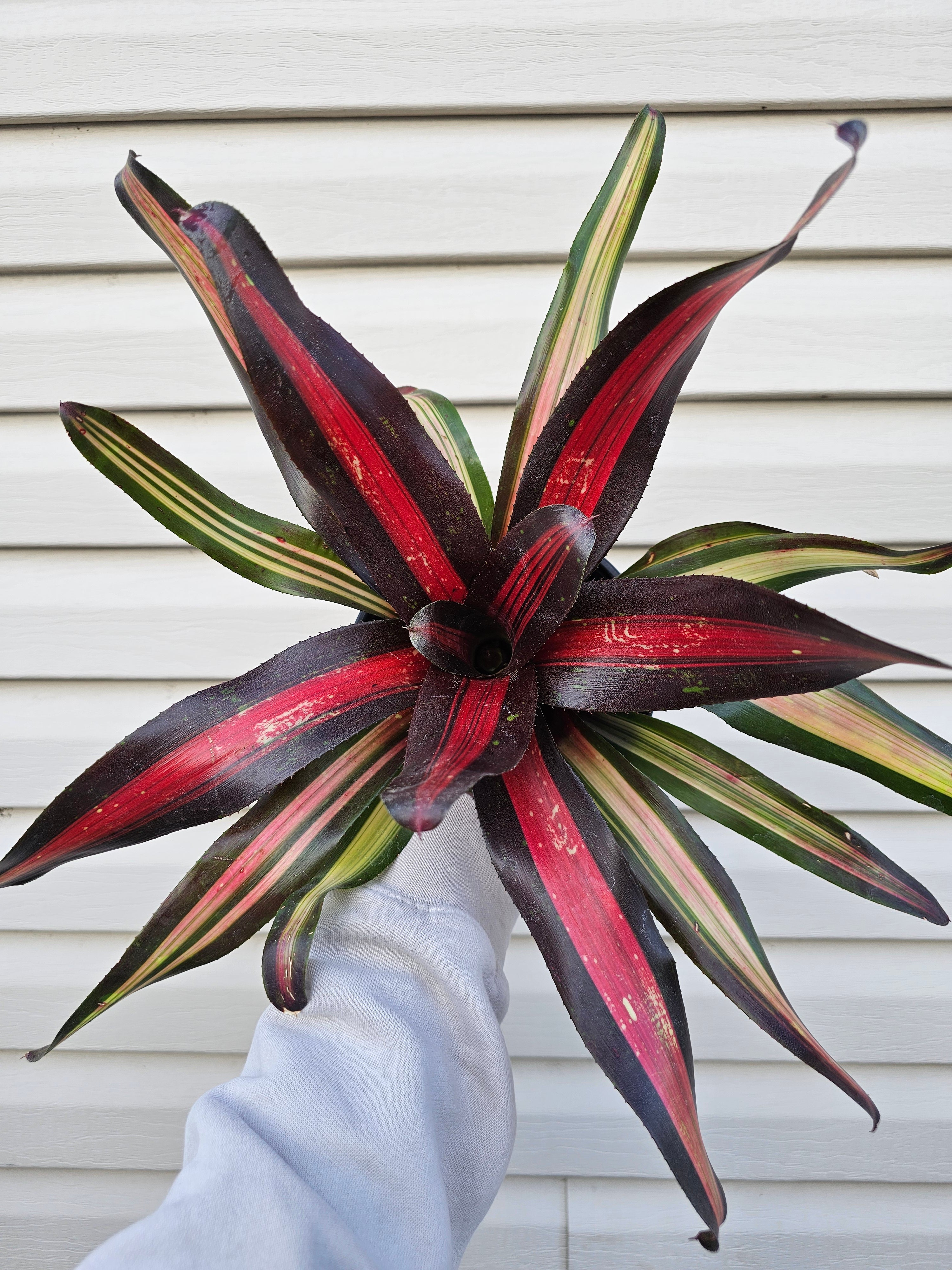 Bromeliad Pimiento image 0