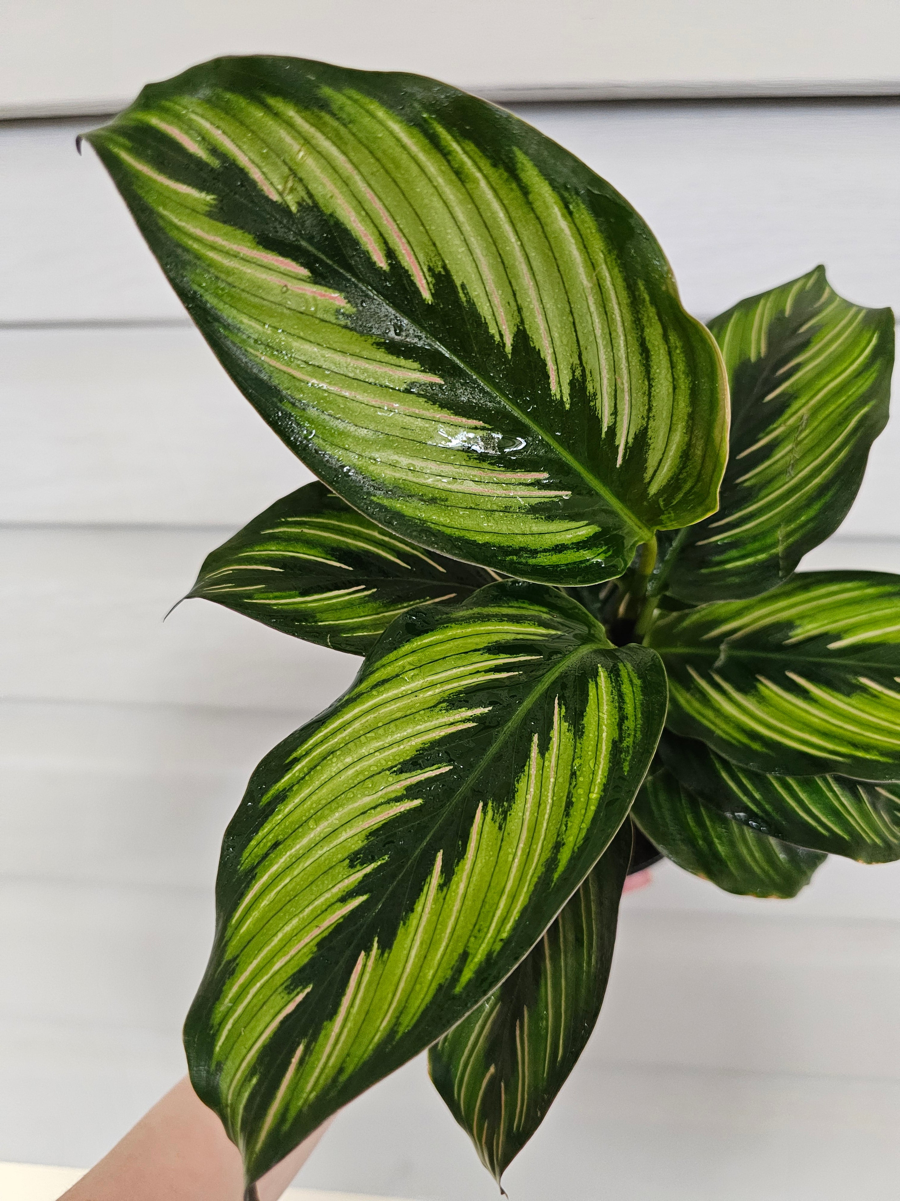 Calathea Beauty Star  image 1