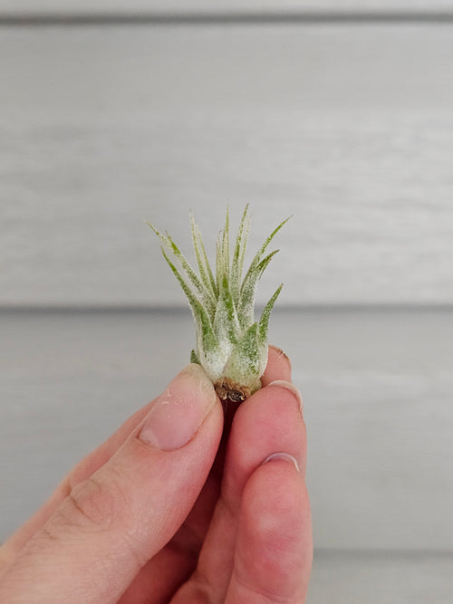 Air Plant Guatemala ️ image 0
