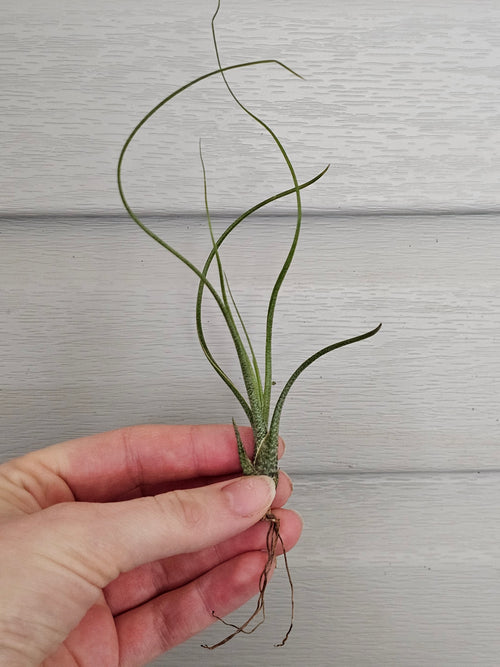 Air Plant Variety!  image 0