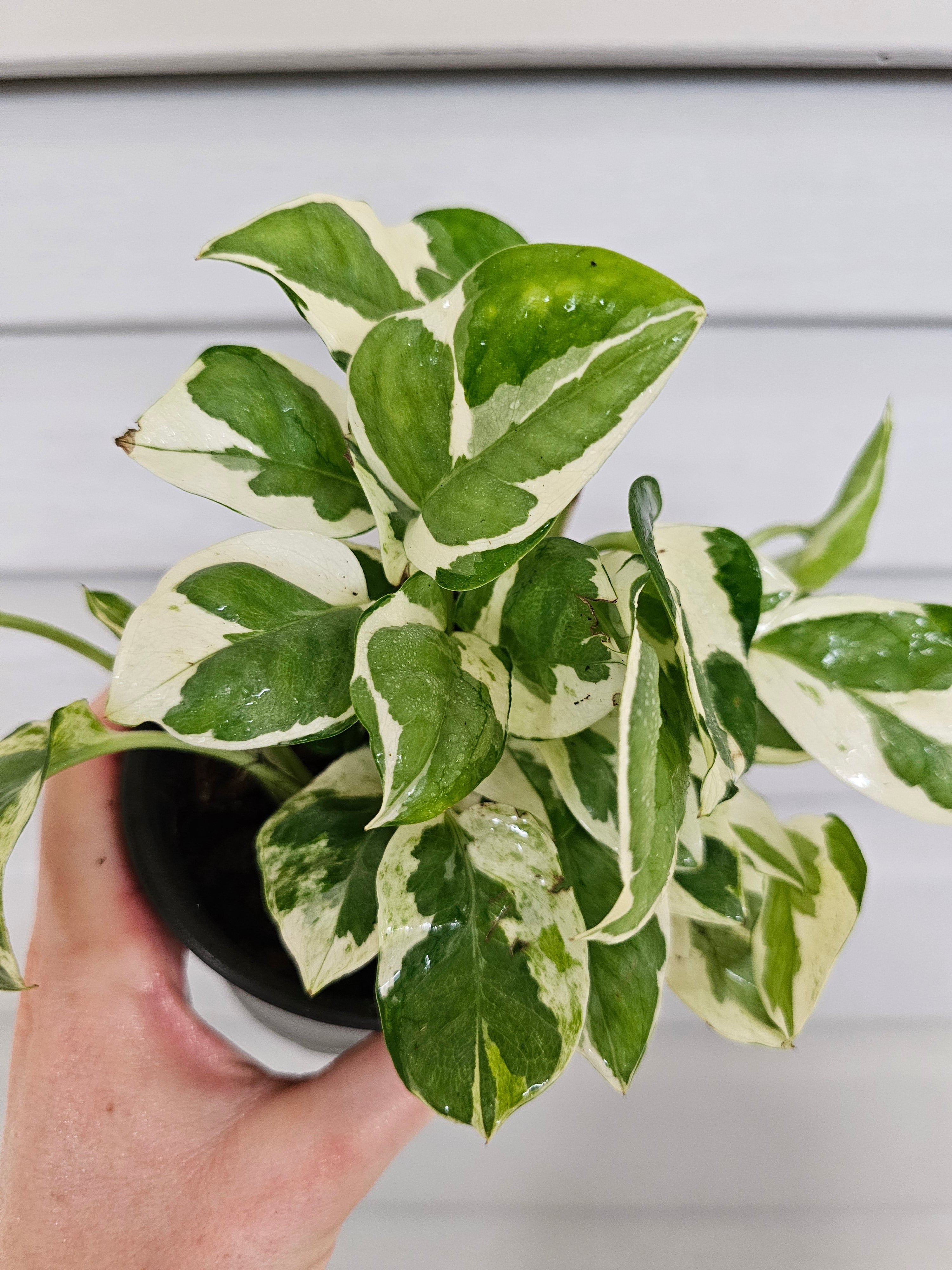 (REAL) N'Joy Pothos  image 1