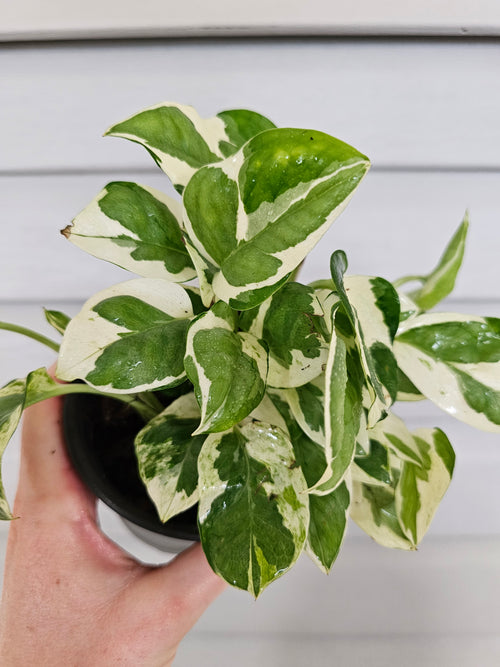 (REAL) N'Joy Pothos  image 1