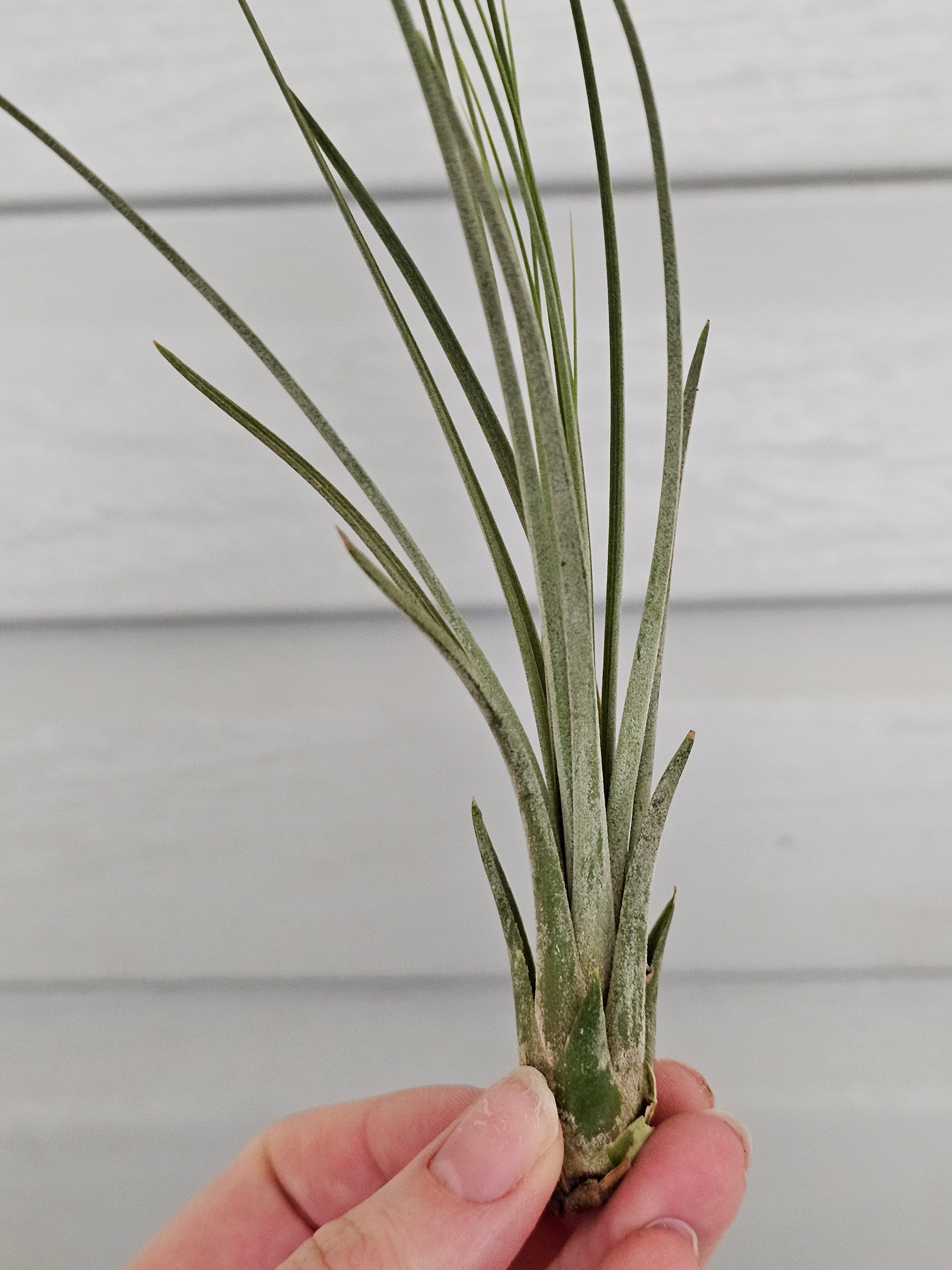 Air Plant Variety!  image 1