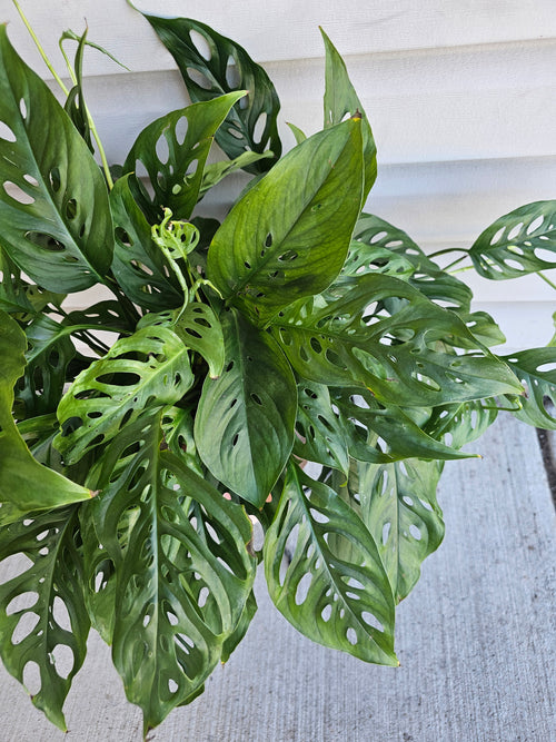 8" Adanasonii Swiss Cheese Monstera image 1